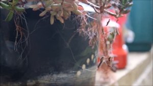 Canon  EOS 550D 18-55mm Test
