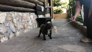 Американский булли’ тип покет’ мальчик пять месяцев’ продажа ‘ дорого ?