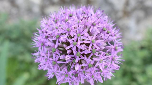 Faran (Allium stracheyi): Ethnic food, threatened medicinal herb in Red Data Book of Indian plants смотреть онлайн