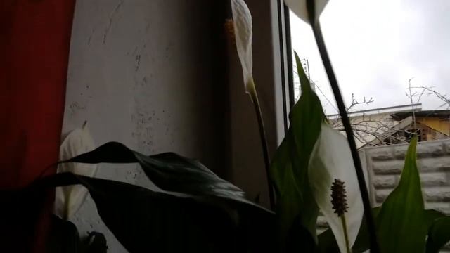 Фиалки,герани.Особенности выращивания! смотреть онлайн