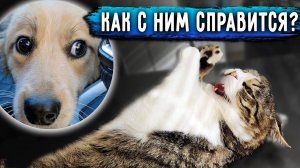 Агрессивный Бася у ветеринаров, делаем укол. Привезла 4 котов на обследование. Дедушка в больнице.