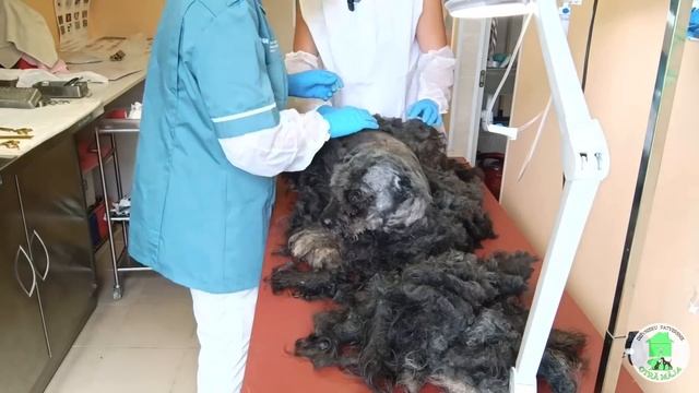 Спасение собаки. Ужасная история Шарика со счастливым концом! смотреть онлайн