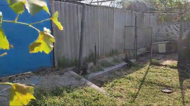 Щенки русской гончей смотреть онлайн