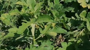 Инжир Брунсвик. Собираем первый урожай!