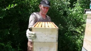 убираю с ульев весь весенний мед