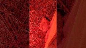 Обзор цыплят. Как отличить у цыплят Фавероль где курочка, а где петушок.