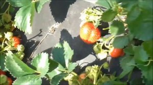 ВЕРОНА - итальянский сорт клубники с шикарной ягодой. / 14.06.19г.