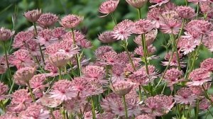 Astrantia major Roma