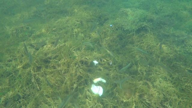 КАК КЛЮЁТ РЫБА ПОД ВОДОЙ  | ПОДВОДНАЯ СЪЕМКА  | ПОЗНАВАТЕЛЬНОЕ ВИДЕО