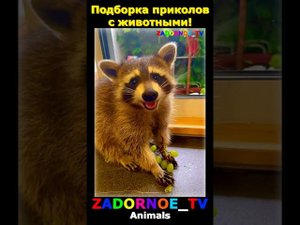 Подборка приколов про животных №132