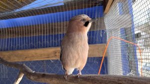 СОЙКА-ПЕРЕСМЕШНИЦА ПОВТОРЯЕТ СЛОВА?