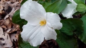 White Trillium (Trillium grandiflorum)