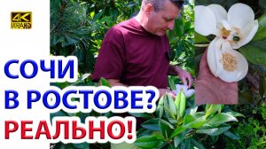 Магнолия из Сочи в Ростове 9 лет и другие экзоты - Альбиция, Азимина - сажайте! Наш опыт