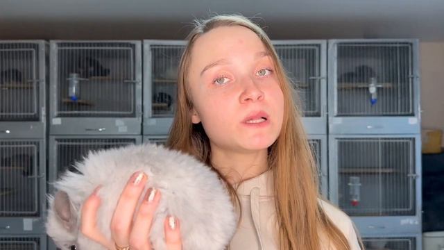 Популярные окрасы Шиншилл | Недооцененные шиншиллы