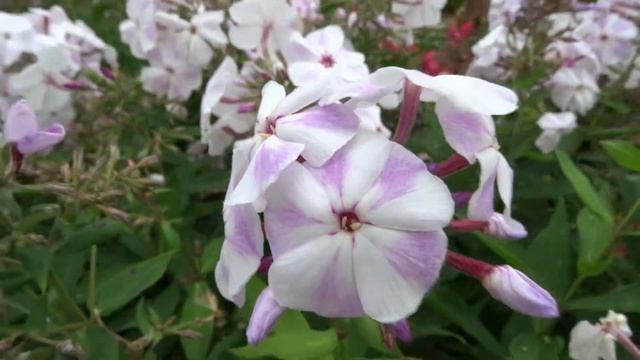 Флокс ЗЕФИР - обзор, описание, цветение, отзыв. смотреть онлайн