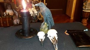 ПРИЗВАТЬ БОГАТСТВО С ВОРОНЬИМ ЧЕРЕПОМ. СИЛЬНЫЙ РИТУАЛ. ДЛЯ ВСЕХ. ВЕДЬМИНА ИЗБА.