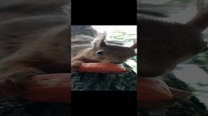 Белка ест морковку