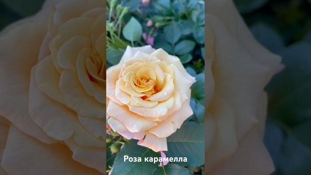 Роза Карамелла/rose Caramella смотреть онлайн