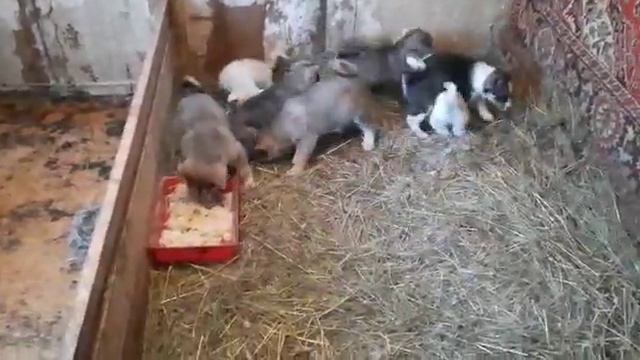 Щенки кушают и играют/С новым годом/ смотреть онлайн