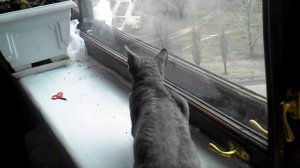 Кот охотится на голубя