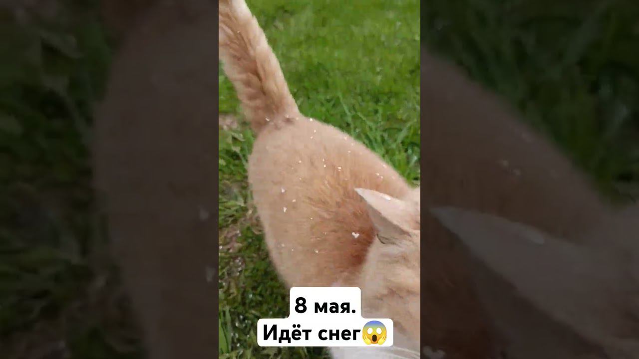8 мая. Идёт снег А мы на выходных планировали уже траву косить
