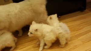 SALE. Белые пушистики. Самоеды. White fluffy. Samoyeds