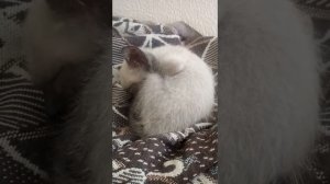 Котенок часто дышит