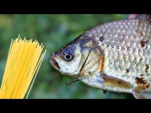 Карась клюет на это лучше чем на мотыля и манку! Смотрите сами! Как ловить карася на макароны?