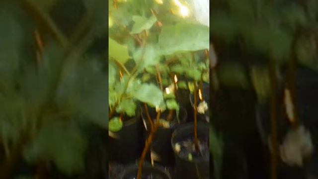 Полив8