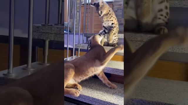 Caracal & Serval playing