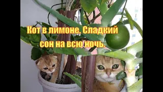 Кот в лимоне. Сладкий сон на всю ночь.