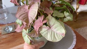 Syngonium Neon Robusta Tiny Neon Pink - House Plant up-date