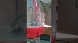 Проверяем термостат форд фокус 2