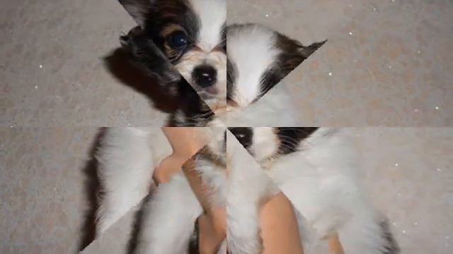 папийон www.dogs585.my1.ru