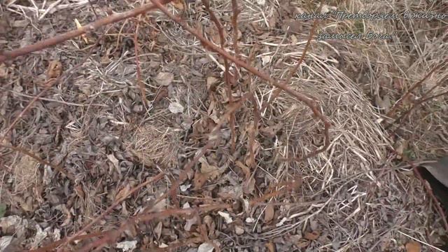 Первая поездка на дачу .12 апреля смотреть онлайн