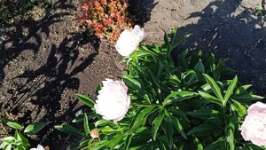 Пион сорт Аваланш покорил своей нежной расцветкой и ароматом.м-н ДАЧА г.Каменск-Уральский 18.06.202