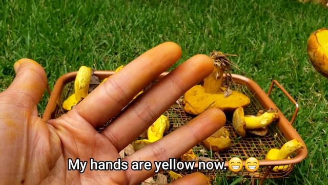 Picking Cutting Blanching Ornate-stalked bolete เก็บเห็ดผึ้งขม ตัดขาเห็ด смотреть онлайн