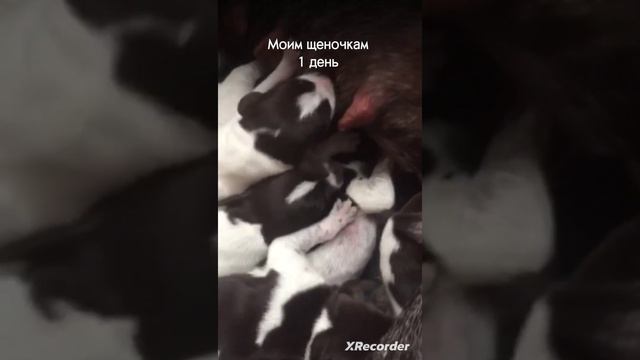 🐶Щенки курцхаара. Родители продают. больше милых фото на авито  ссылка в комментах🙃