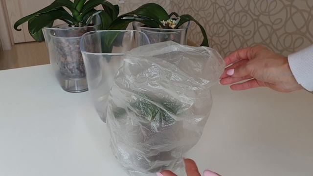 Результаты реанимации 4 орхидей || Нарастить корни орхидеи над водой || Детка орхидеи на пеньке смотреть онлайн