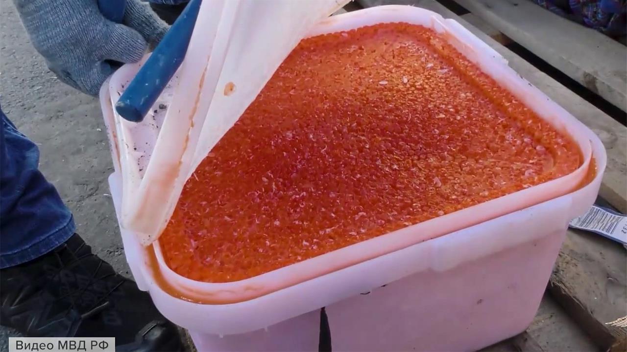 В регионах участились случаи выявления контрафактной красной икры