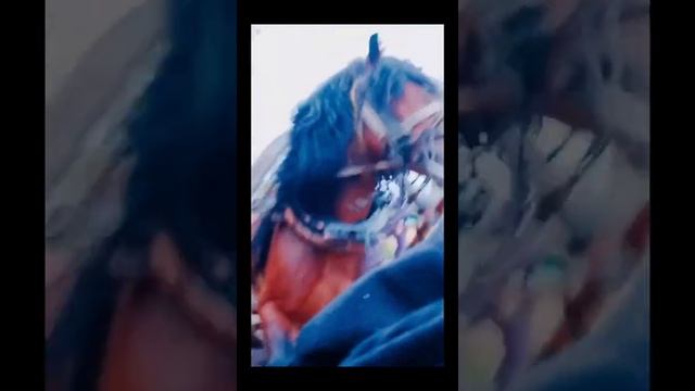 цыганские лошади смотреть онлайн