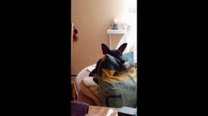 Щенки пинчера, смотреть всем! Они такие милые! Pincer puppy, look!