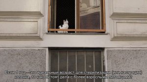 Когда стерилизуют котят?