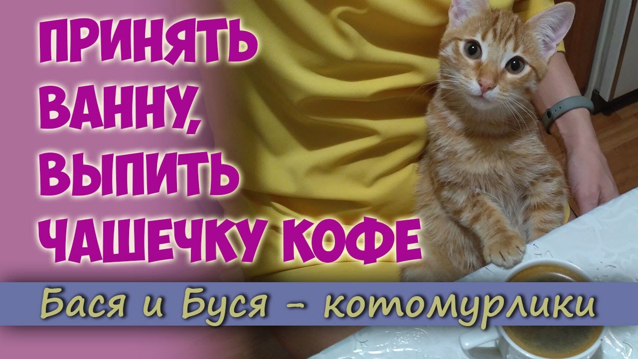 Принять ванну, выпить чашечку кофе. Забавные котята. Игры в воде.mp4