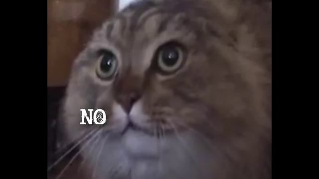 кот поет nonono смотреть онлайн