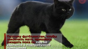 Говорят, не повезет, если черный кот дорогу перейдет