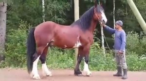 Владимирский тяжеловоз Безупречный