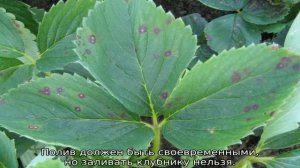 Краснеют листья у клубники: что делать