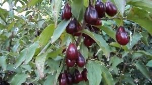 Кизил крупноплодный садовый Михаила Галай