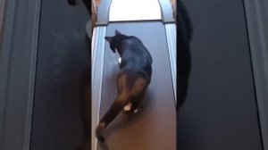 ?|Смешные коты и собаки|?